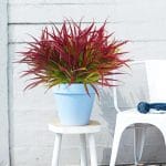 Uieke 12 Bundles Artificial Outdoor Plants UV Resistant Fake Grass Plants Faux Plastic Plants Greenery Shrubs for Home Garden Pathway Window Box Front Porch Spring Summer Decor, Deep Red - Image 3