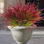 Uieke 12 Bundles Artificial Outdoor Plants UV Resistant Fake Grass Plants Faux Plastic Plants Greenery Shrubs for Home Garden Pathway Window Box Front Porch Spring Summer Decor, Deep Red - Image 2