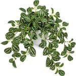 Briful Fake Plants Indoor Artificial Potted Silk Plants Faux Watermelon Peperomia Trailing Vine Plant for Home Office Livingroom Desk Shelf Mantle Decoration(Green/White - 1 Pack) - Image 2